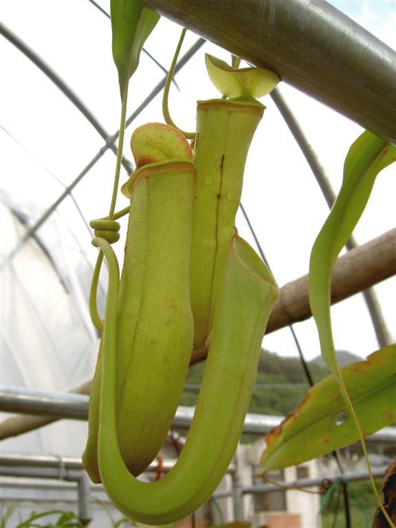 Nepenthes khasiana, upper pitchers